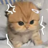 taoghetmayduaxaml
