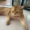 thaongan_meomeo