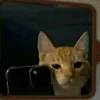 borko____