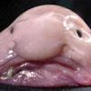 blobfish______1