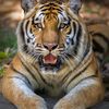 eltiger43