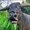 tiktok.comaverquiensio