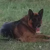 angelo_0166