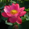miya75003