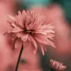 sisybendid