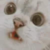_feromargatzy_