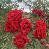 khalidalghamdy888