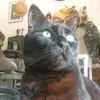 mr.viwss
