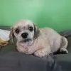 djgaribo