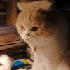 catelisadathocnet
