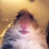 rogagame_