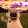 crazy_mensch1
