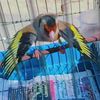 chafik_oklm
