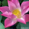 ngocuyen859