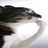 noortpo0l