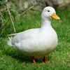_a_duck_is_watching_
