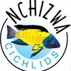 nchizwacichlids
