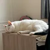coco69940