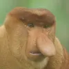 monkey_possessed_donkey