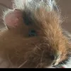 puhlyabozhkova