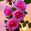 user7402150970048a