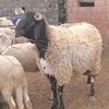 mouh744980