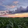 oneill_farms