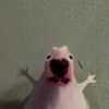 _culisueltas_ueu