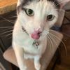allycat1122