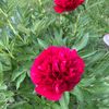 charlotte669765