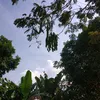 batam.vibes8