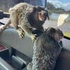 sasha_themarmoset