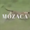 mozaca.clo