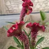 fati_hanouna1