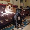 boxermalamutedogmom