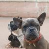 lovemypets81