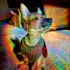 cooperthehairlessyorkie