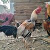 kham9079557623892