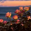 butterflyvsallain123
