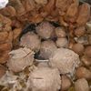 alahmboh075