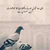 binish792