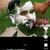 bobi_iv