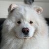 cloudintheblueskysamoyed