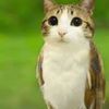 jellykitty96