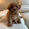 maltipoo_teddy