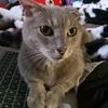 jinxthecat55