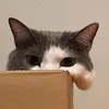 cheezcheese
