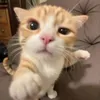 awercz