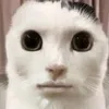 kakikukeko_oo