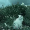 susiuquay_